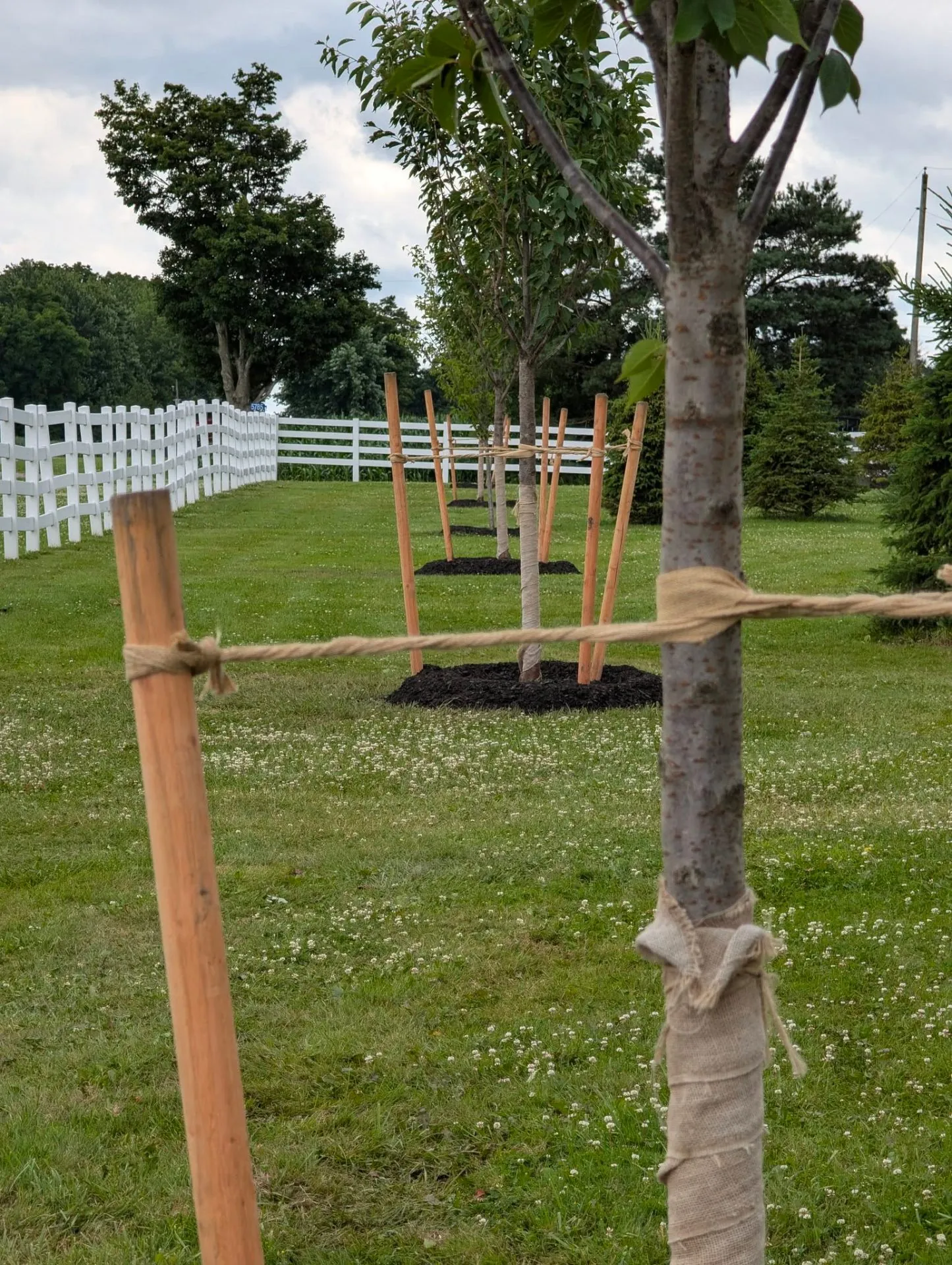 Staked deciduous planting