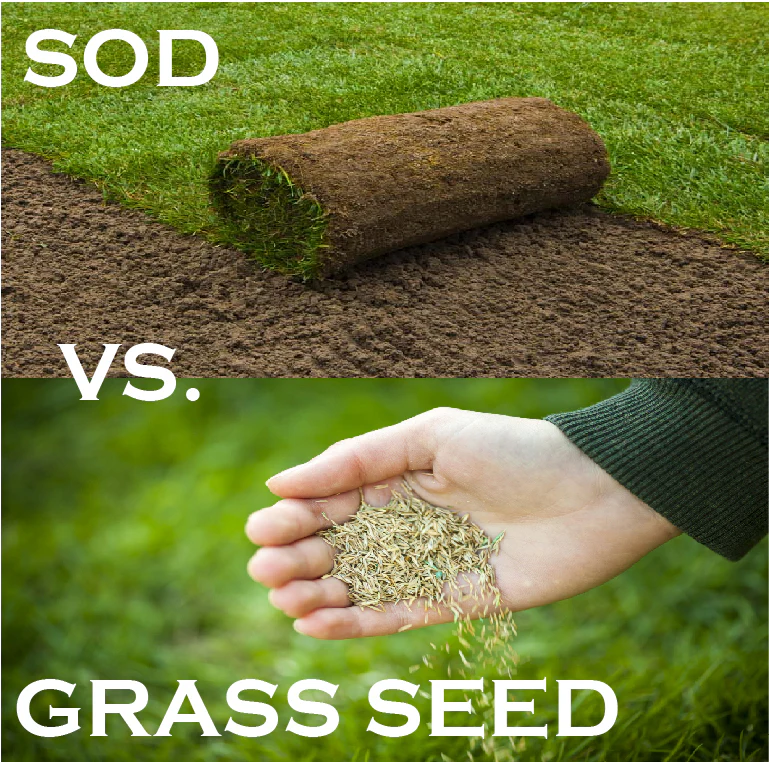 Sod vs Seed: Which Is Right for Your Lawn?