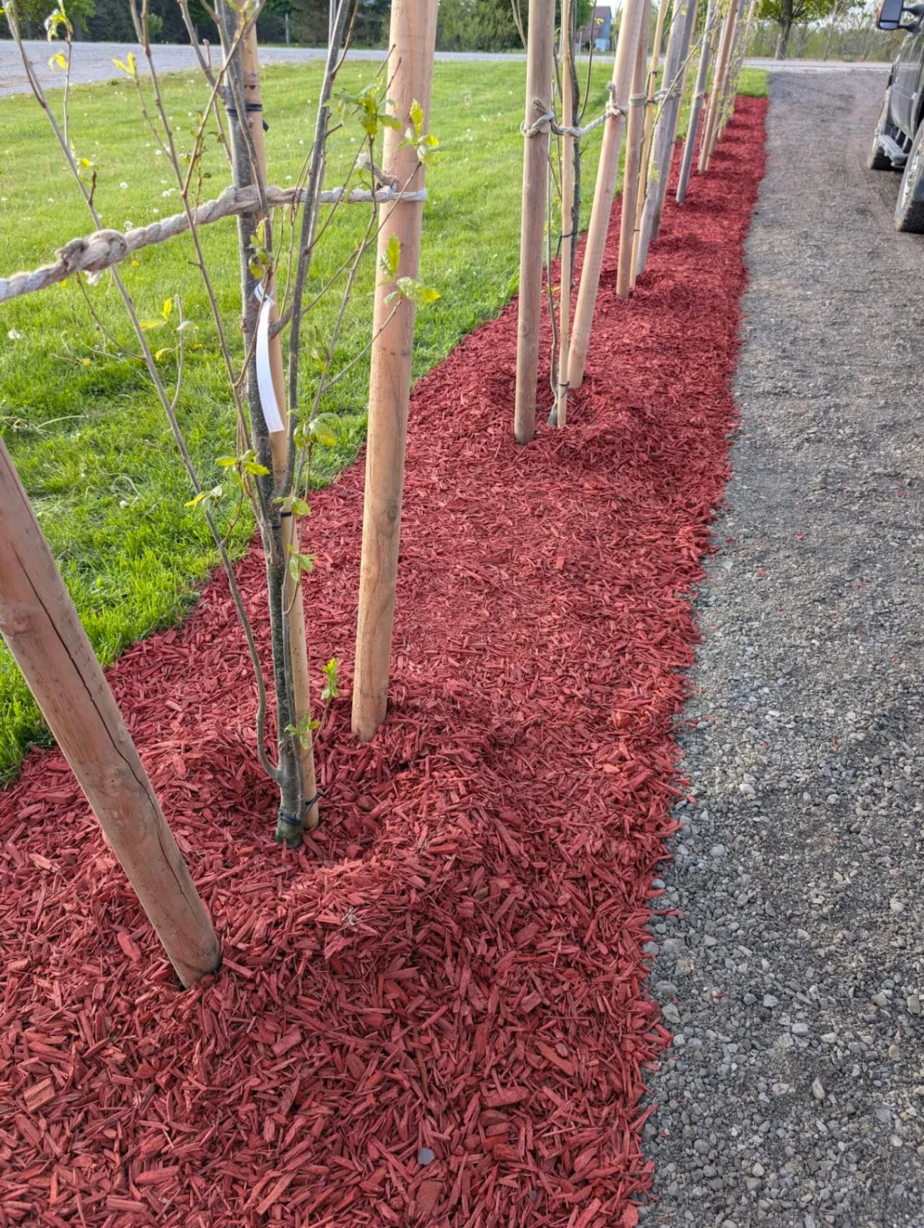 When to plant trees in Southwestern Ontario