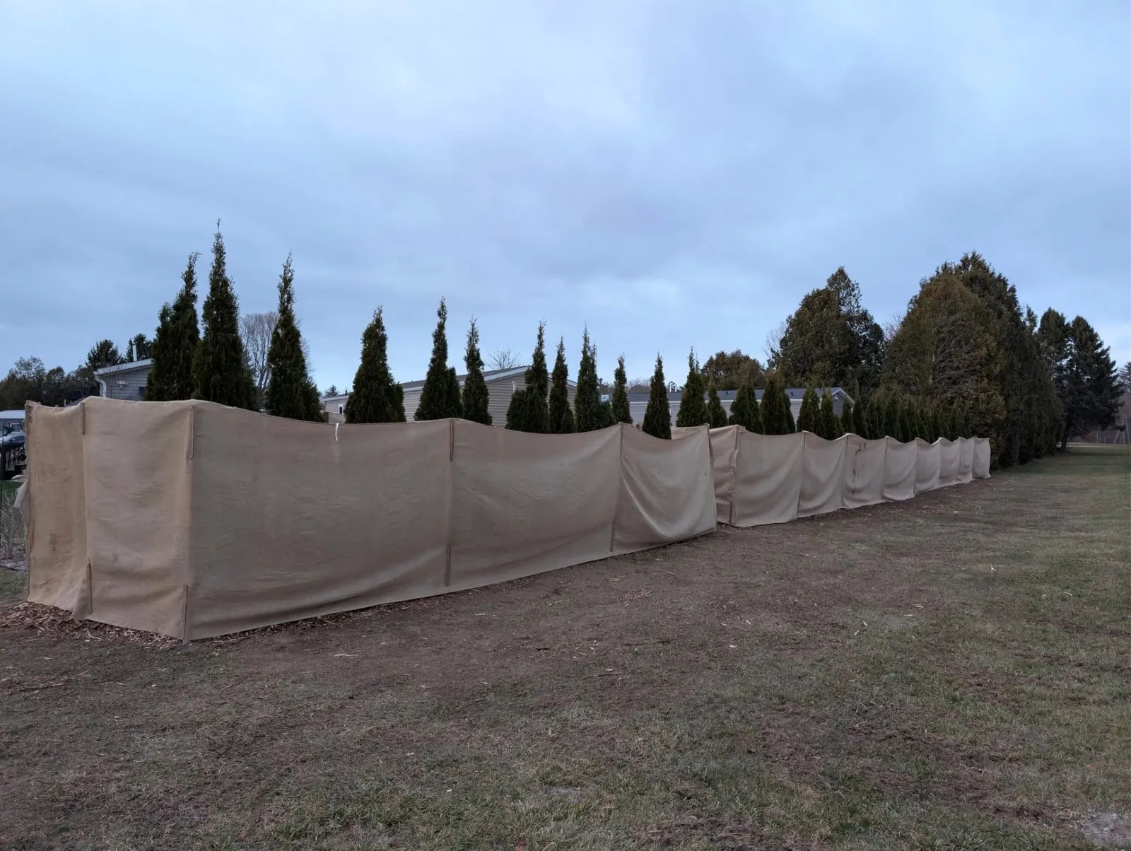 Installation of cedars with winter protection