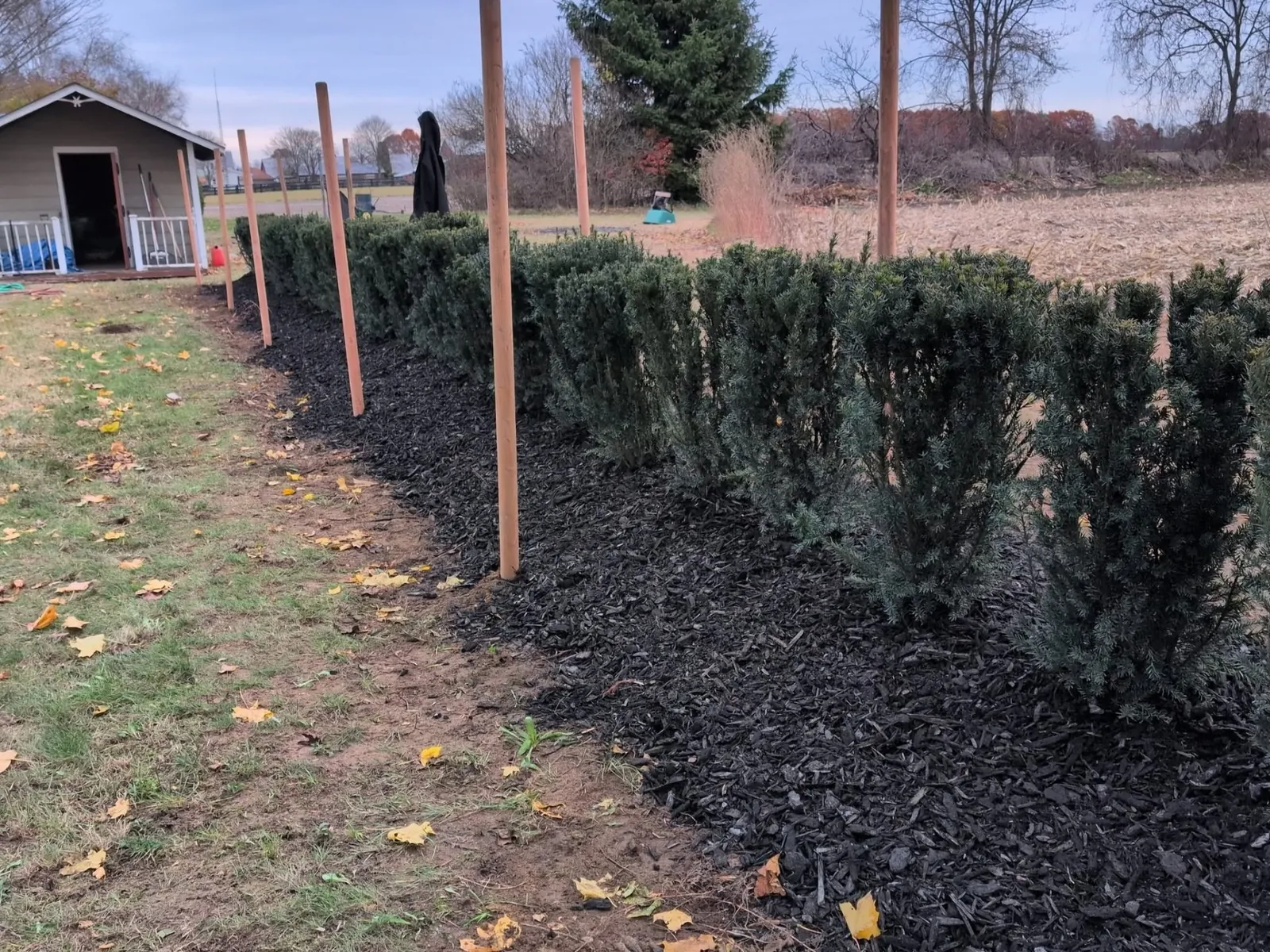 Yew privacy hedge